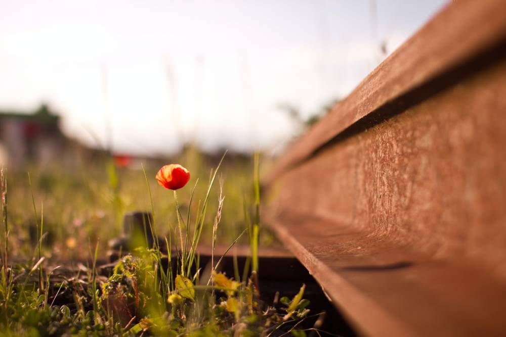 tulipano da solo cresciuto in mezzo al niente in un campo