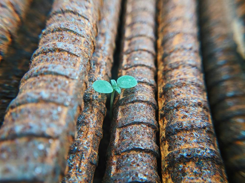 una pianta che cresce tra il ferro