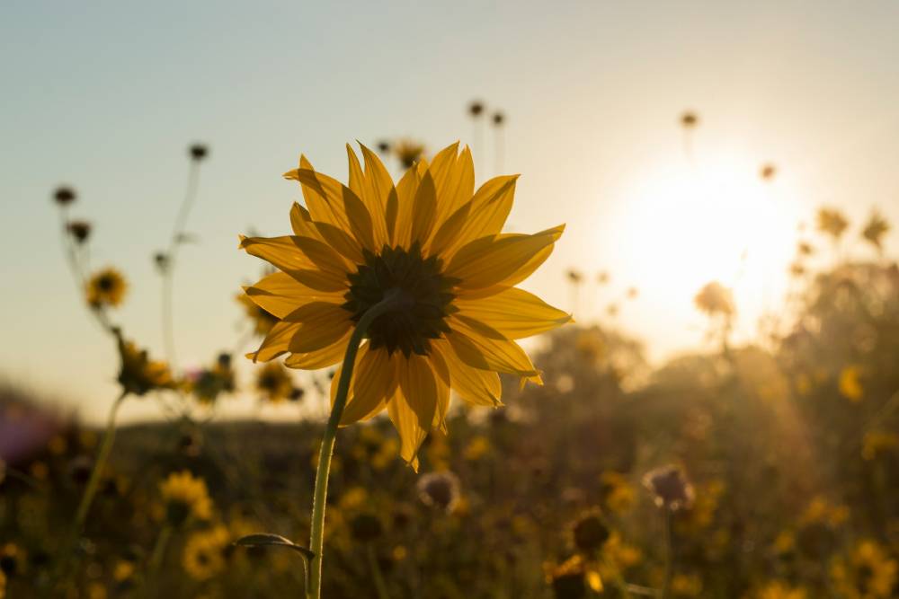 girasole in mezzo ad un campo al caldo